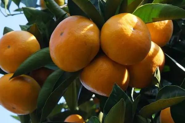 茶柑橘是橘子吗