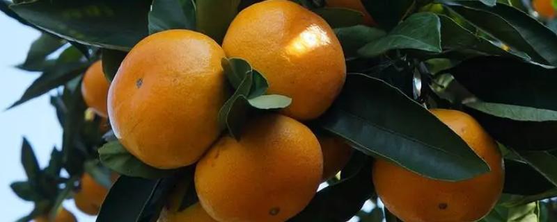 茶柑橘是橘子吗
