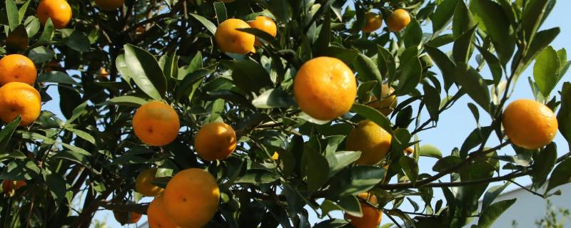 柑橘树寿命多少年