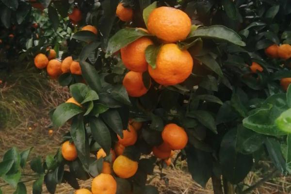 柑橘树寿命多少年