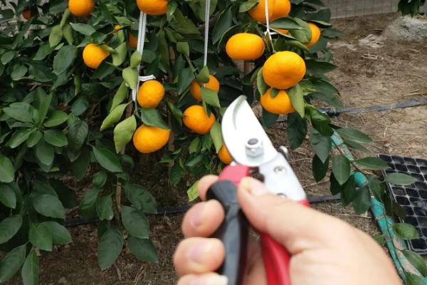 柑橘10大修剪口诀图片