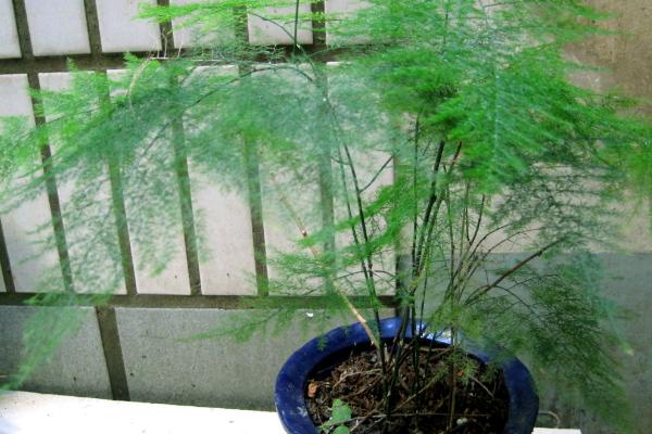盆栽文竹的养殖方法和注意事项