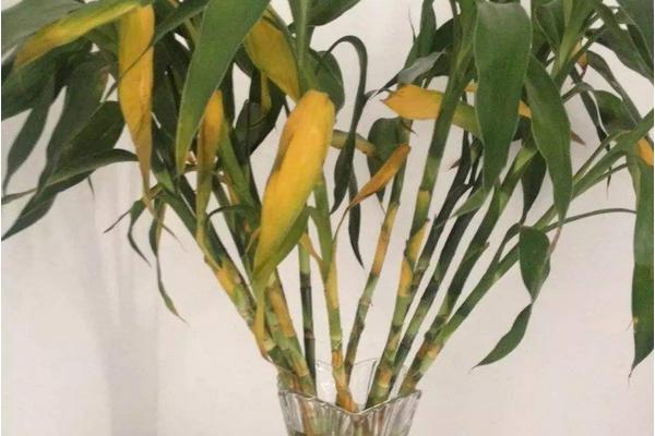 盆栽富贵竹叶子发黄是什么原因造成的