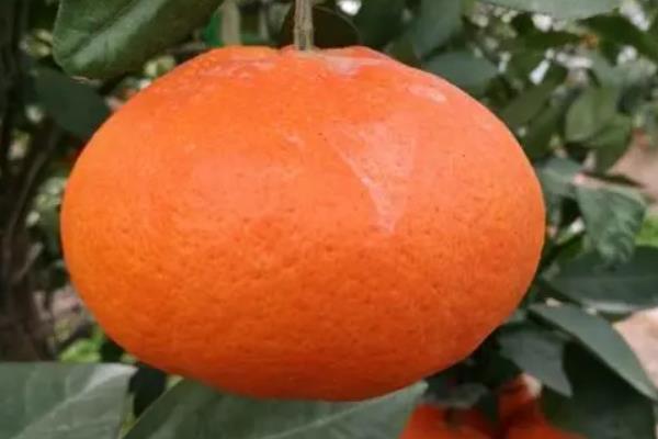 爱媛柑橘有几个品种