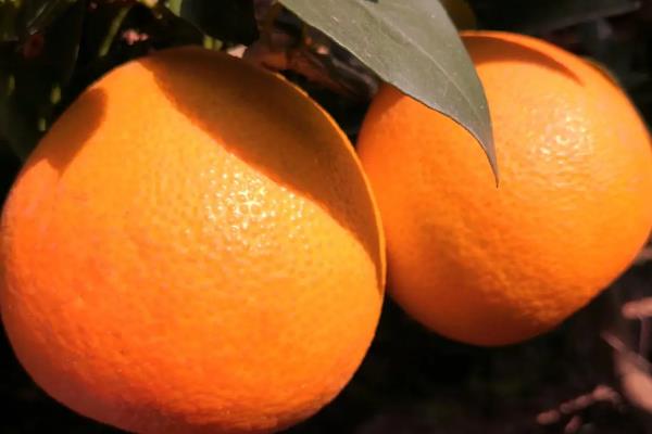 爱媛柑橘有几个品种