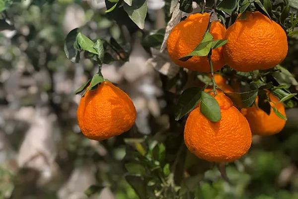 晚熟柑橘品种有哪些