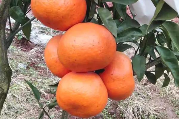 晚熟柑橘品种有哪些