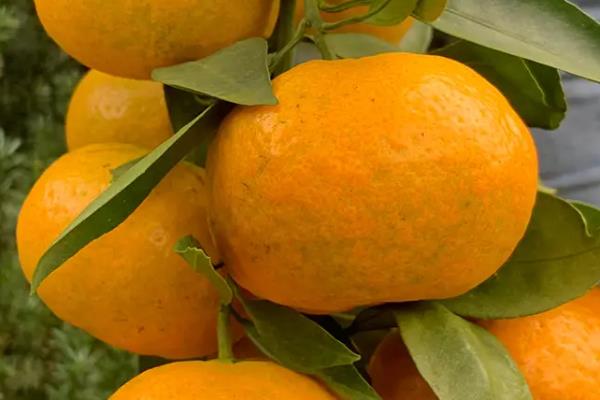特早柑橘十大品种