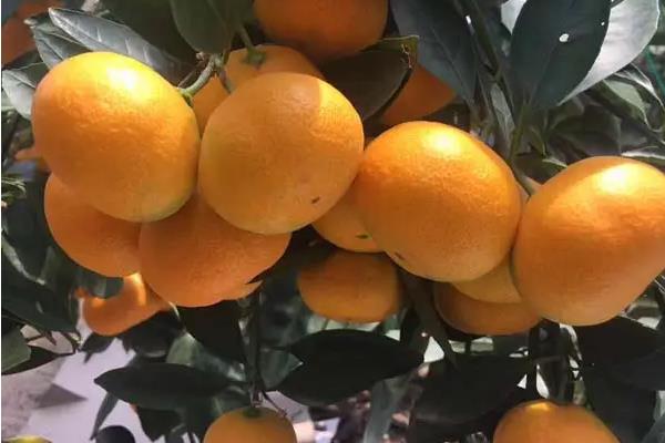 特早柑橘十大品种