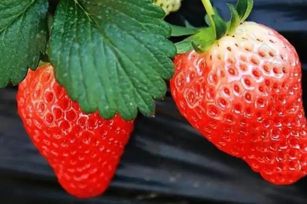 氮肥对草莓的作用