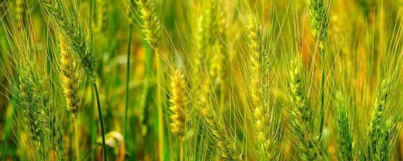 小麦冬前能打矮壮素吗