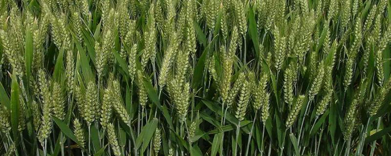 冬季小麦何时成熟