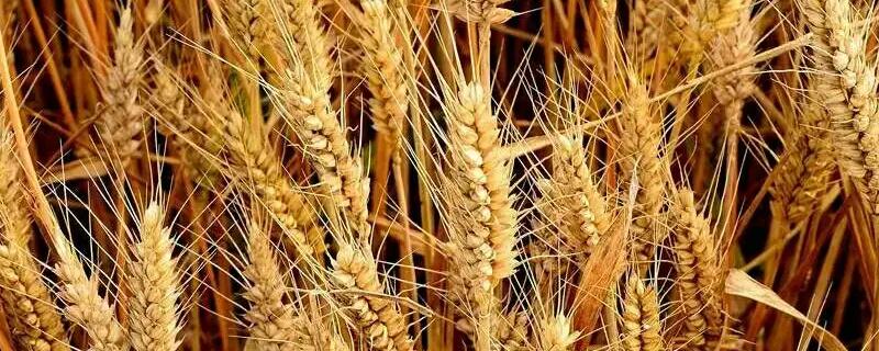小麦冬前用什么除草剂