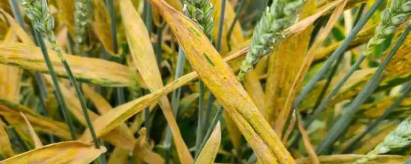 小麦黄叶病是什么原因