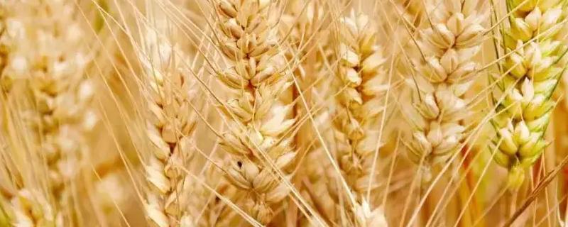 小麦为什么要浇越冬水