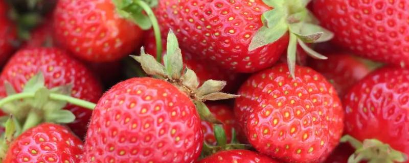 草莓追肥什么肥料