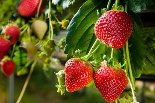 草莓生根养根用什么肥