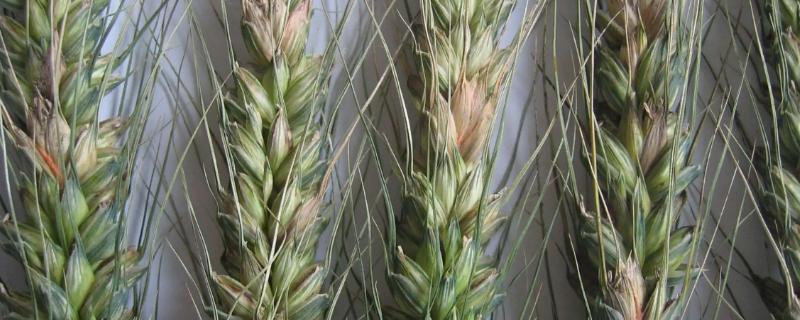 小麦赤霉病的防治方法