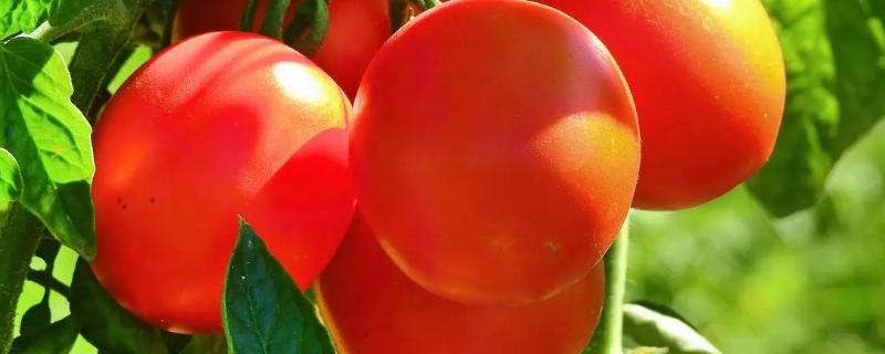 大量西红柿怎样长期储存