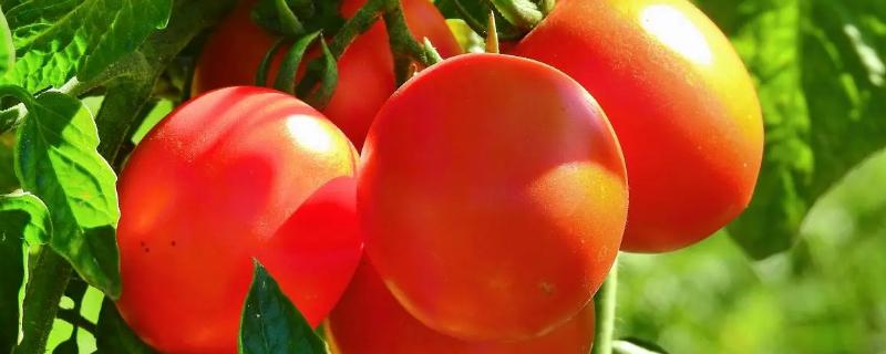 西红柿什么季节种