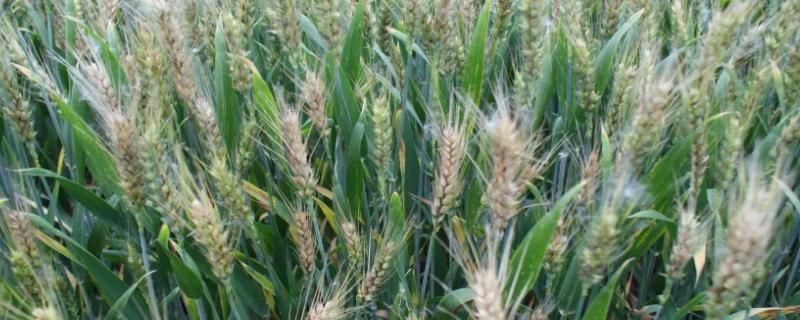 小麦常见的病虫害有哪些怎么防治