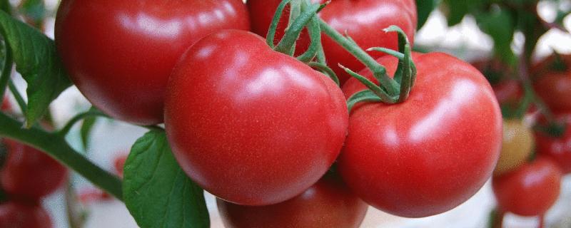 番茄为什么叫西红柿