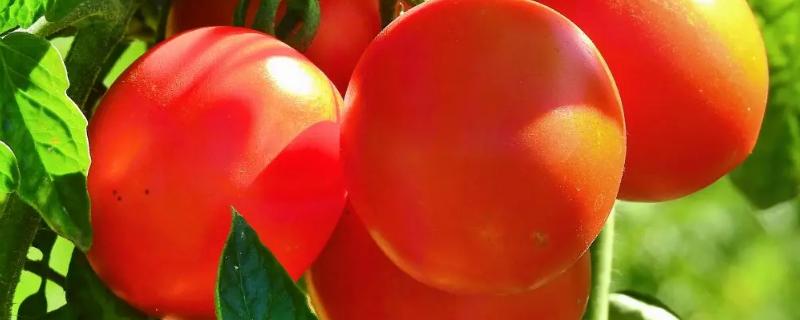 西红柿和番茄有什么区别