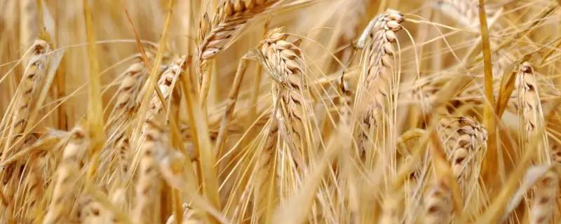 冬小麦生长周期