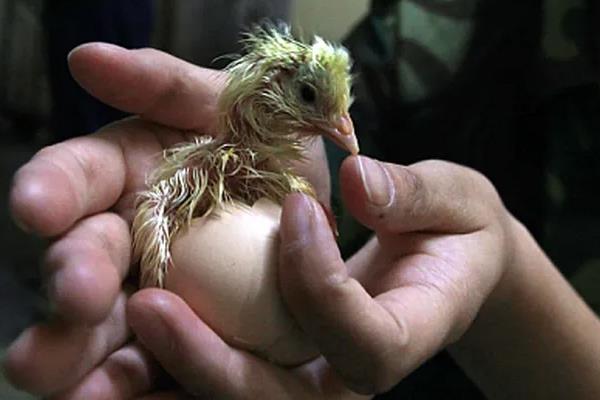 小鸡孵化需要多少天?
