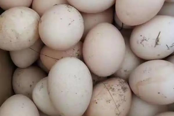 孔雀蛋孵化多少天出壳