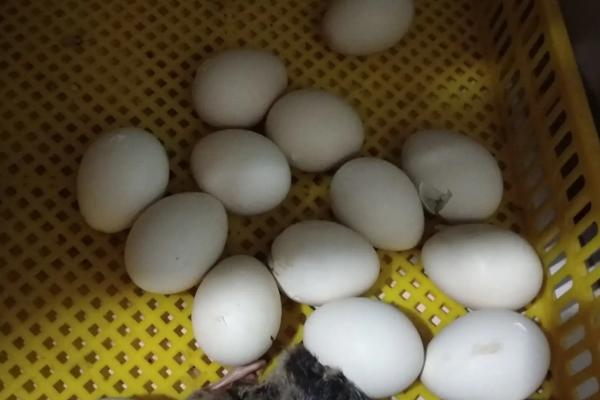 孔雀蛋孵化温度和湿度是多少