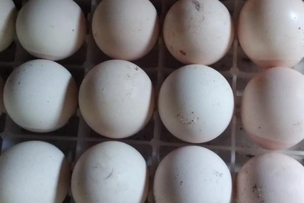孔雀蛋孵化温度和湿度是多少