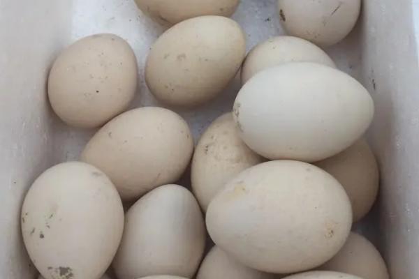 孔雀蛋孵化多少天出壳