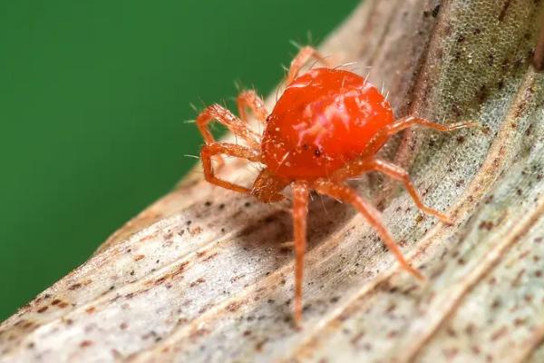 吡虫啉可以杀死红蜘蛛吗