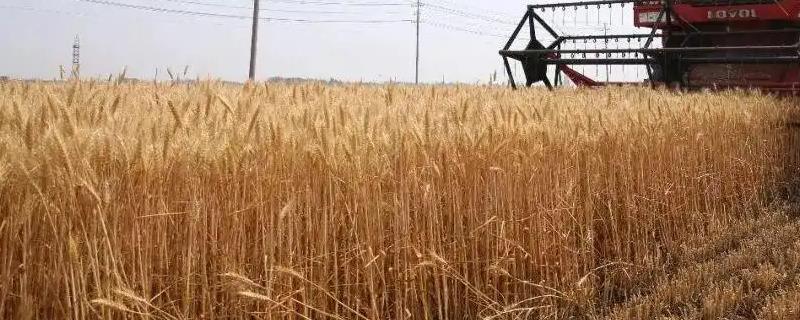 小麦九成熟的标准