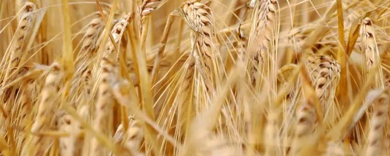 华北平原小麦收割季节