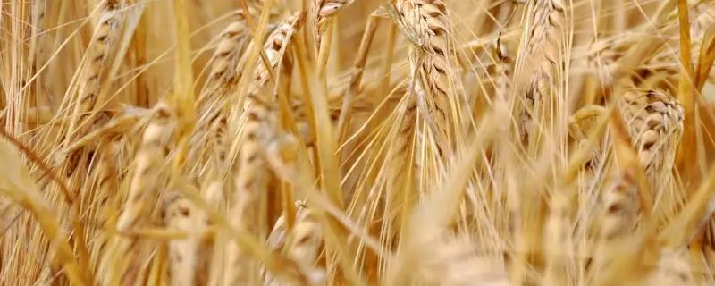 小麦从播种到收割大概需要多少时间