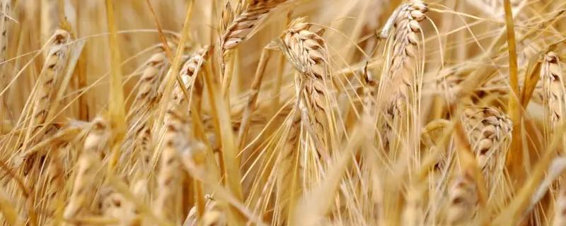 小麦什么时候播种什么时候收割
