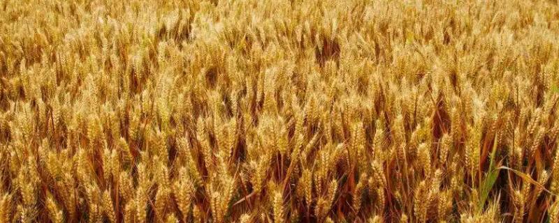 小麦收割早了减产吗