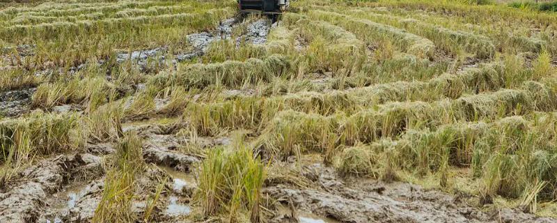 水稻土是花盆里种花的土还是多年种水稻的土