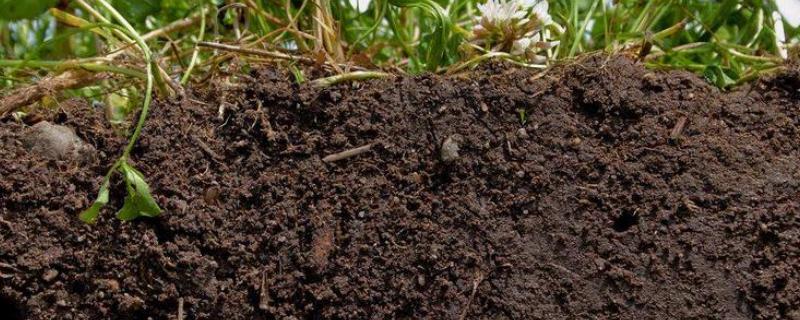 复合肥埋在土里多久就可以起效