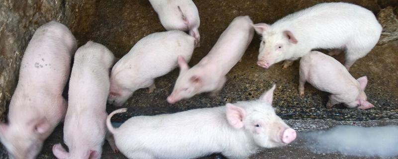 小猪可以喂土霉素吗