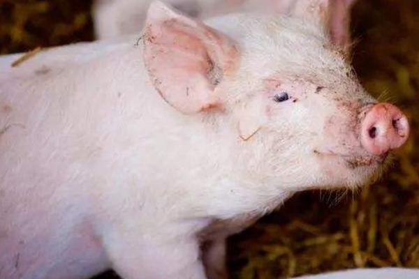 小猪可以喂土霉素吗