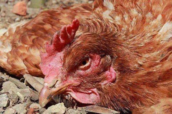 土霉素可以治鸡球虫病吗