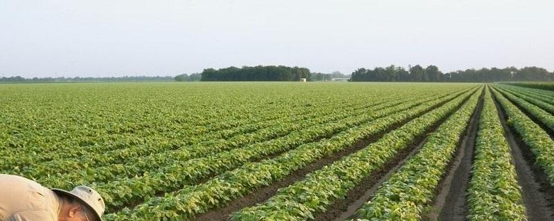 大豆种植的株距和行距是多少