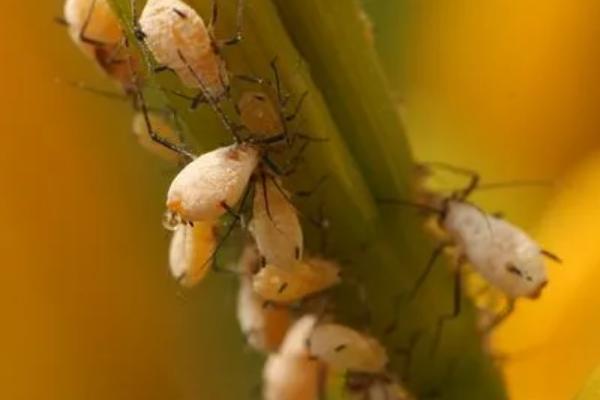 防治蚜虫的特效药