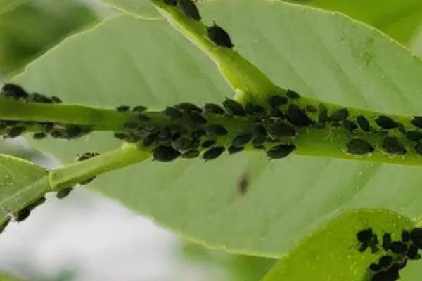 油菜蚜虫用什么药
