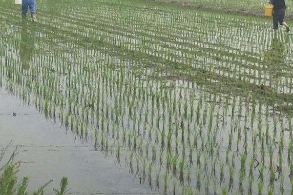 氰氟草酯对水稻幼苗危害吗