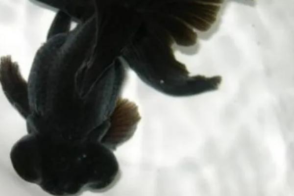 黑色锦鲤鱼为什么不能养