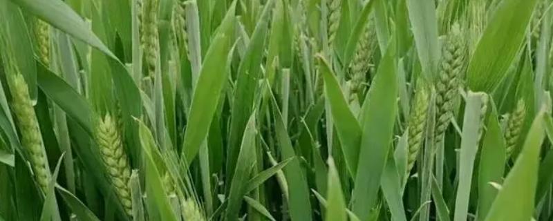 冬小麦生长过程